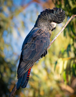 Image by Geoff Atwood