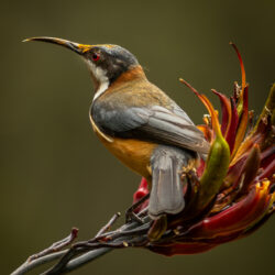 Image by Alan Daniels