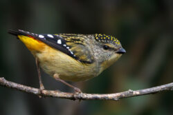 Image by Fiona Carter