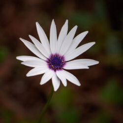 Image by Robert Skinner