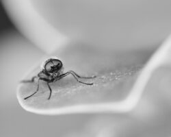 Image by Robert Skinner