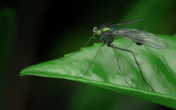 Image by Stuart Munro