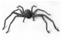 Image by Emanuel Conomos