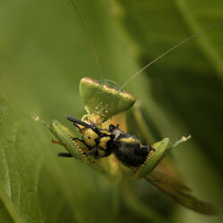 Image by Stuart Munro