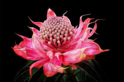 Image by Robert Lipscombe